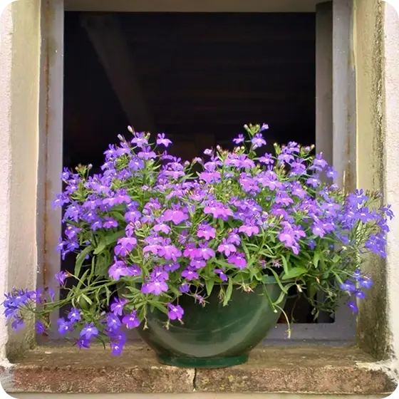 progetto-pachamama-pozzuolo-01